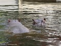 Jak przystało na hipopotamy Hugon i Pelagia prawie cały czas pławią się w wodzie.